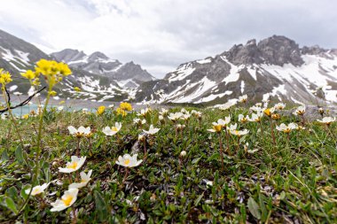 Dağlarda güzel çiçekler