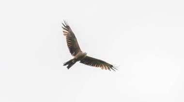 Yaygın Şahin, Buteo buteo