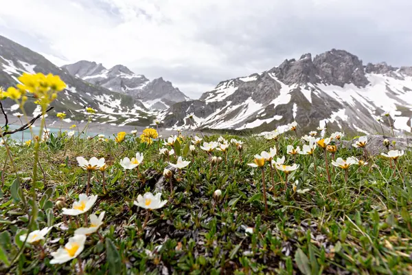 Bahar çiçekleri açan bir dağ çayırı