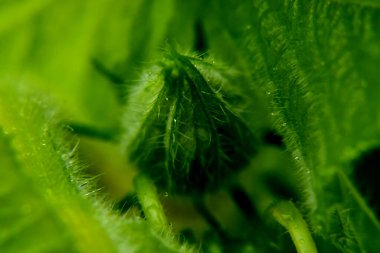 Bahçedeki bitkinin yeşil yaprakları, makro fotoğrafçılık.