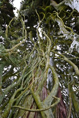 Ağaç gövdesinde yosun var.