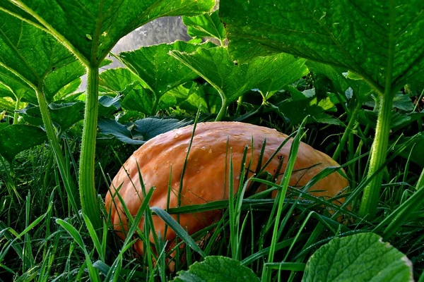 Çimlerin üzerinde olgun yeşil bir balkabağı