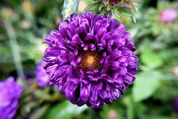 Bahçedeki güzel çiçekler