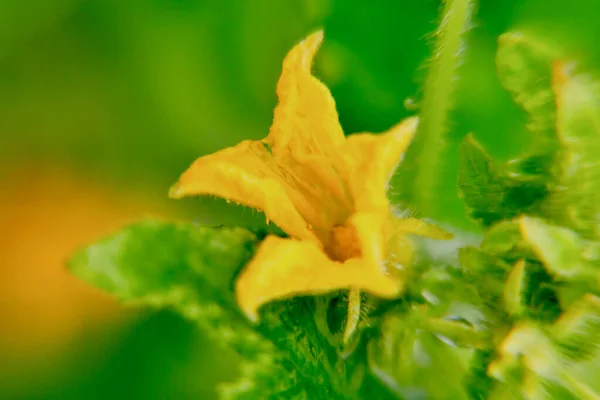 Sarı çiçeğe yaklaş.