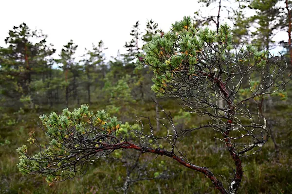 Ormanın arka planındaki ağaç dalı