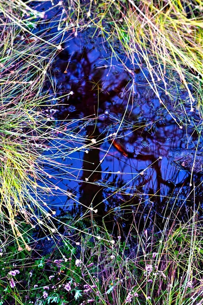 Bir ağacın soyut arkaplanı ve sudaki bir çimen