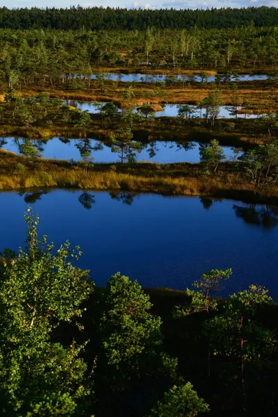 Bataklık ormanı manzarası