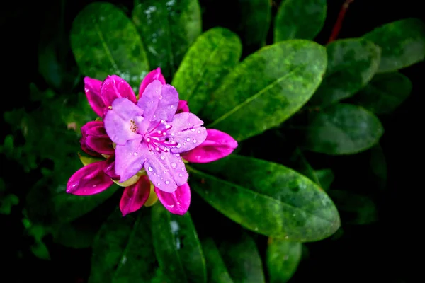 Güzel botanik fotoğrafı, doğal duvar kağıdı.