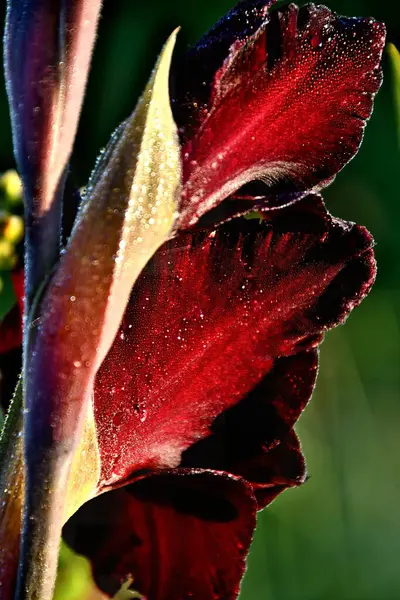 Güzel botanik fotoğrafı, doğal duvar kağıdı.