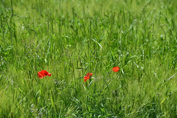 Yeşil çimenli haşhaş tarlası