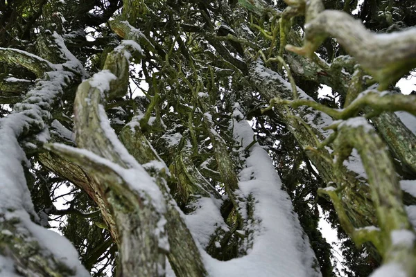 karla kaplı ağaç dalları