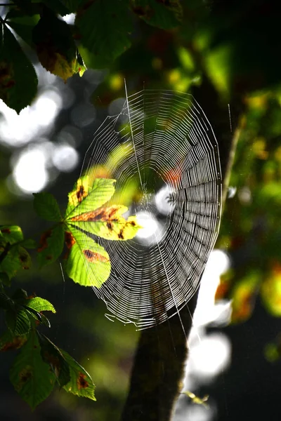 Güzel sonbahar yaprakları, bitki örtüsü ve fauna
