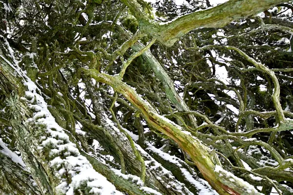 Karla kaplı bir ağacın yakın çekimi.