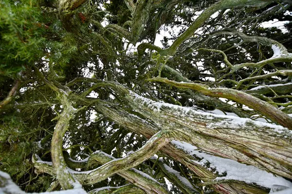 kar kış ormandaki ağaç dalları kaplı
