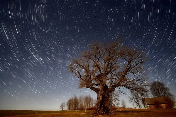 Ormandaki yıldızlar ve ağaçlar