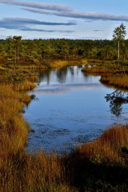 Arka planda çimenleri, çam ağaçları ve ormanı olan küçük bir bataklık gölü. Sudaki gökyüzünden bir yansıma..