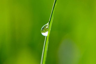Çimlerin üzerindeki bir çiy damlası. Yeşil arkaplan.