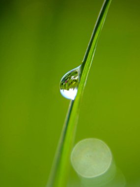 Çimlerin üzerindeki bir çiy damlası. Yeşil arkaplan.