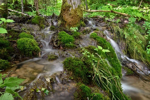 Küçük bir derenin şelalesi, yosun ve yeşil yapraklarla bir ağacın etrafına sarılmış..
