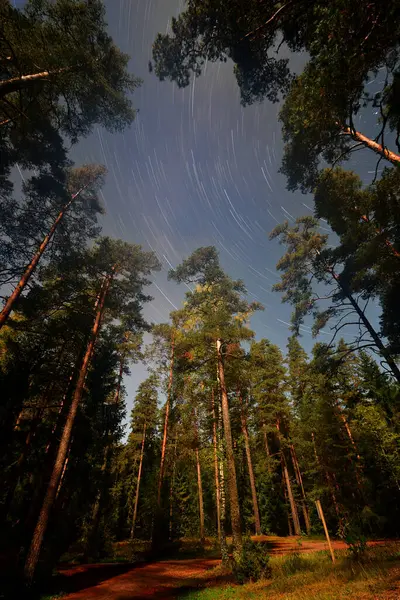 Dolunay gecesi, gökyüzünde yıldız izleri olan bir çam ağacı ormanı..