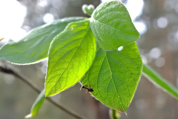 Bir orman bitkisinin yaprakları üzerinde karınca. Güneş ışığı yaprağın yapısını güzel aydınlatır..
