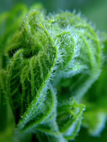 Sabahın erken saatlerinde çiğ balkabağı yaprakları, arka planda yeşil yapraklar..