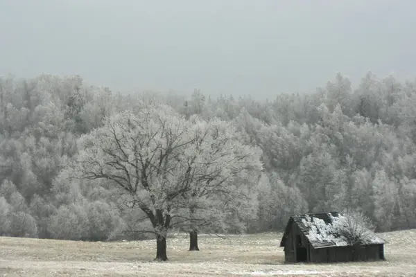 Arka planda meşe ağaçları, ahır ve orman olan güzel bir kış manzarası..