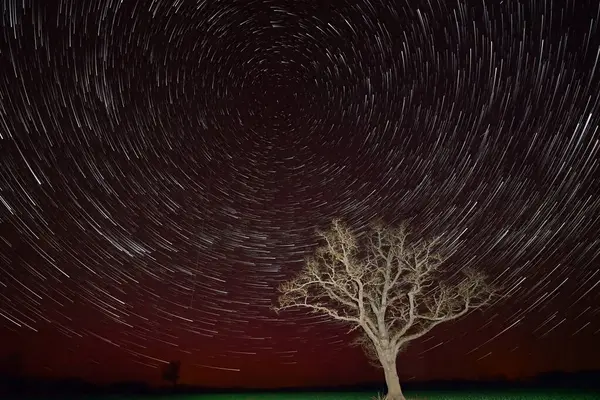 Geceleri ilginç kırmızı gökyüzü olan bir tarlanın ortasında bir meşe ağacı. Yıldız izleri.