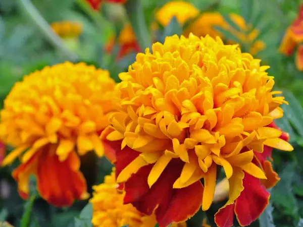 Çiçek ve bitki yapraklarının bulanık arkaplanına sahip Aster çiçeğinin güzel yakın çekimi.