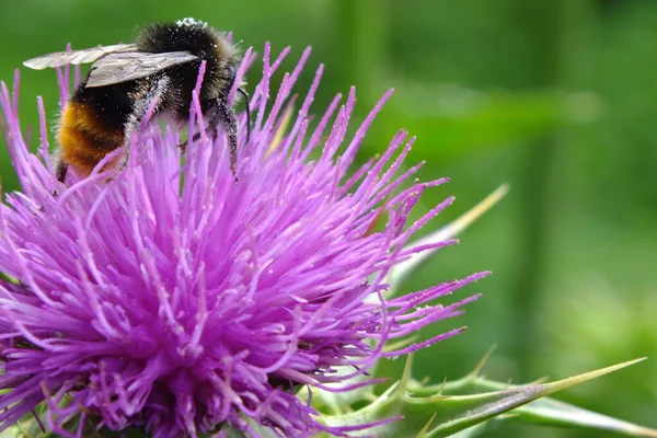 Ormandaki devedikeni çiçeğinin üzerindeki bir arı. Yakın plan..