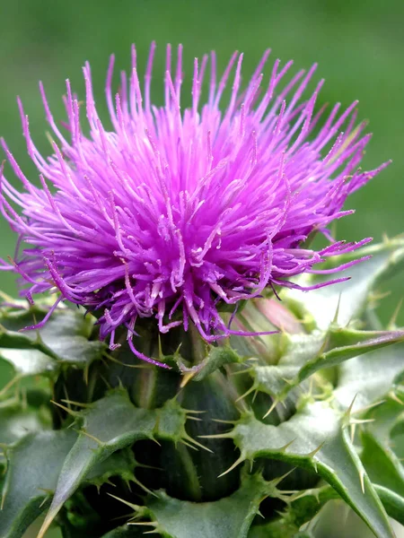 Ormandaki güzel devedikeni çiçeği. Yakın plan..