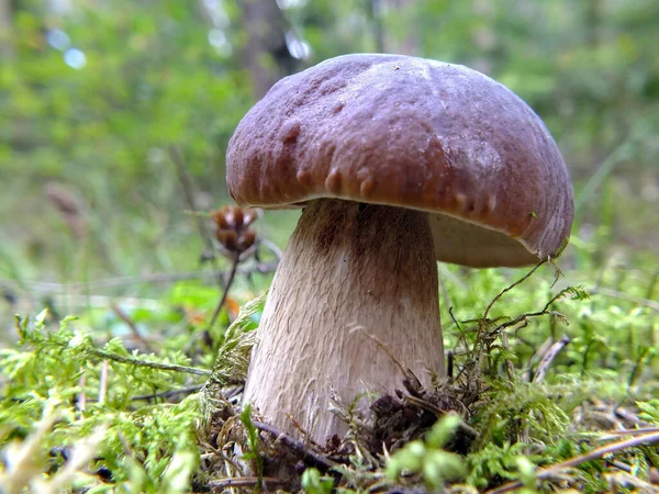 Yosun ve bulanık orman arka planlı Boletus mantarı..