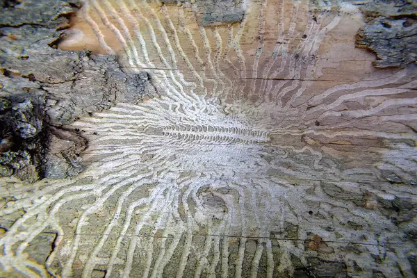 Kabuk böceği desenleri kurumuş ağaçta işe yarıyor..