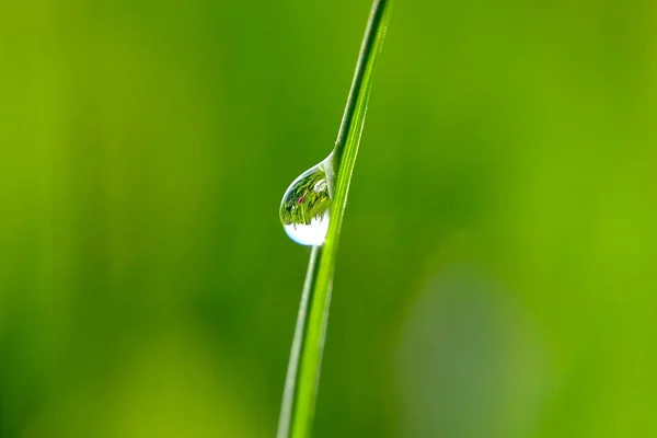 Çimlerin üzerindeki bir çiy damlası. Yeşil arkaplan.