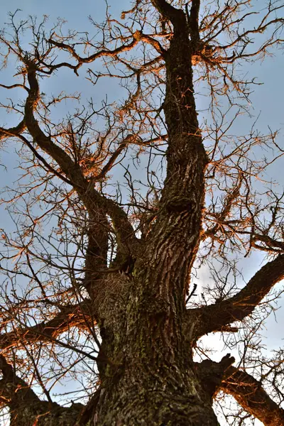 Sabah güneşi altında bir meşe ağacı ve dalları. Arka planda mavi bir gökyüzü..