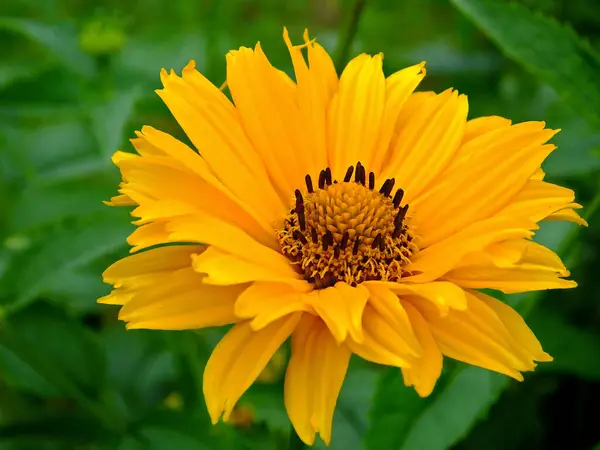Sahte Ayçiçeği (Heliopsis helianthoidleri)