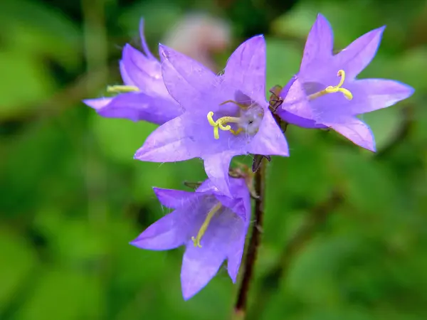 Çan çiçeği yakın plan..