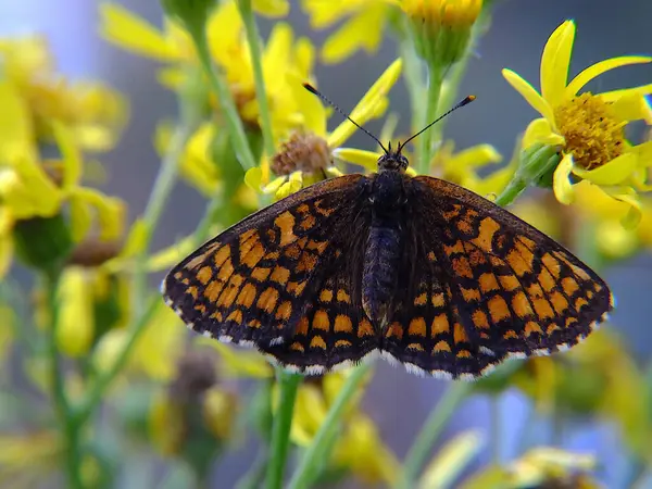 Sarı orman çiçeklerinde benekli kelebek.
