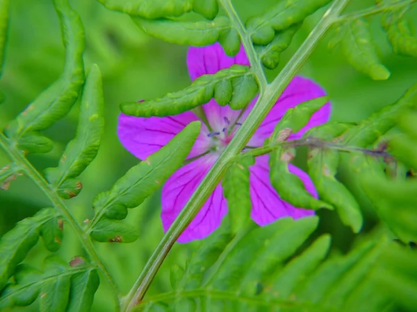 Orman Cranesbills yeşil eğreltiotlarının arkasına saklanıyor.