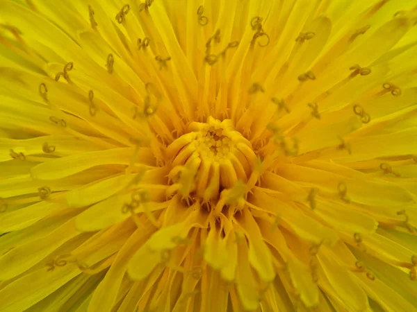 Bir karahindiba çiçeğinin merkezine yakın çekim.