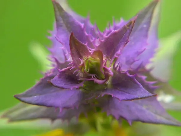 Melampyrum nemorosum bitkisine yakın çekim.