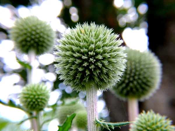 Büyük devedikeni çiçeği, yakın plan..