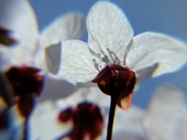 Mavi gökyüzü arka planında kiraz ağacı çiçek açar..