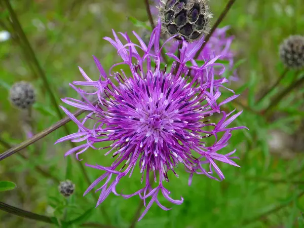 Güzel, mor bir kır çiçeğinin yakın çekimi Büyük bir Knapweed.