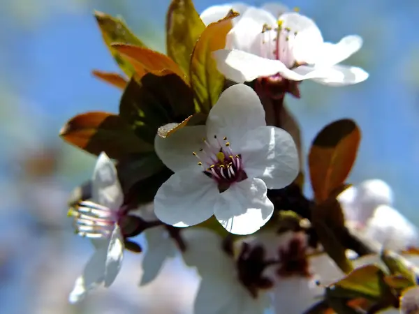 Mavi gökyüzü arka planında kiraz ağacı çiçek açar..