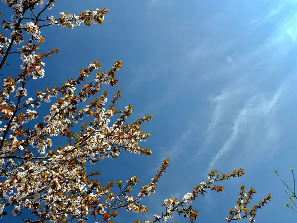 Çiçekli beyaz kiraz ağacı dalları ve güzel gökyüzü arkaplanı. İlginç bir manzara..