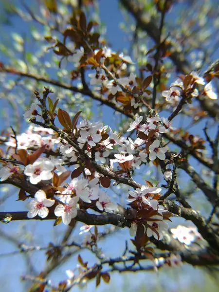 Arka planda bulanık arkaplan ile çiçek açan kiraz dallarının yakın plan görüntüleri.