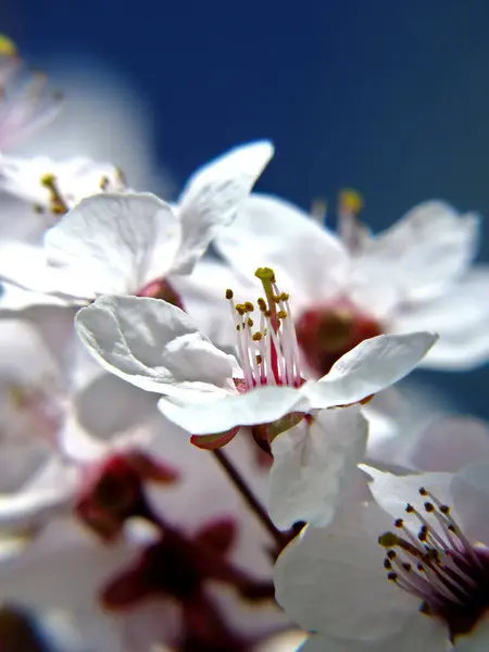 Mavi gökyüzü arka planında kiraz ağacı çiçek açar..