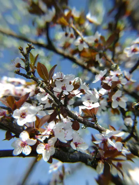 Arka planda bulanık arkaplan ile çiçek açan kiraz dallarının yakın plan görüntüleri.