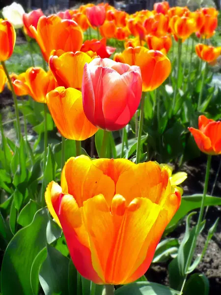 Arka planı bulanık, güzel bahar laleleri..